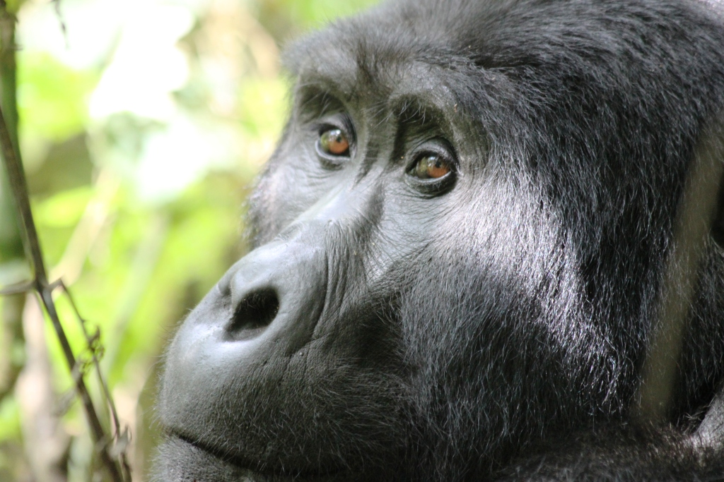 Gorilla Bwindi